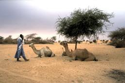 It therefore comes as no surprise that desertification is a much more serious problem in Africa than in Australia.