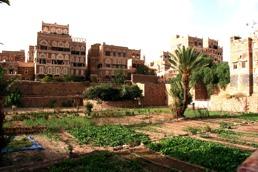 Another way in which the residents of Sana a have adapted to their extreme climate is growing fruit and vegetables within the city wherever possible (figure 7.145).