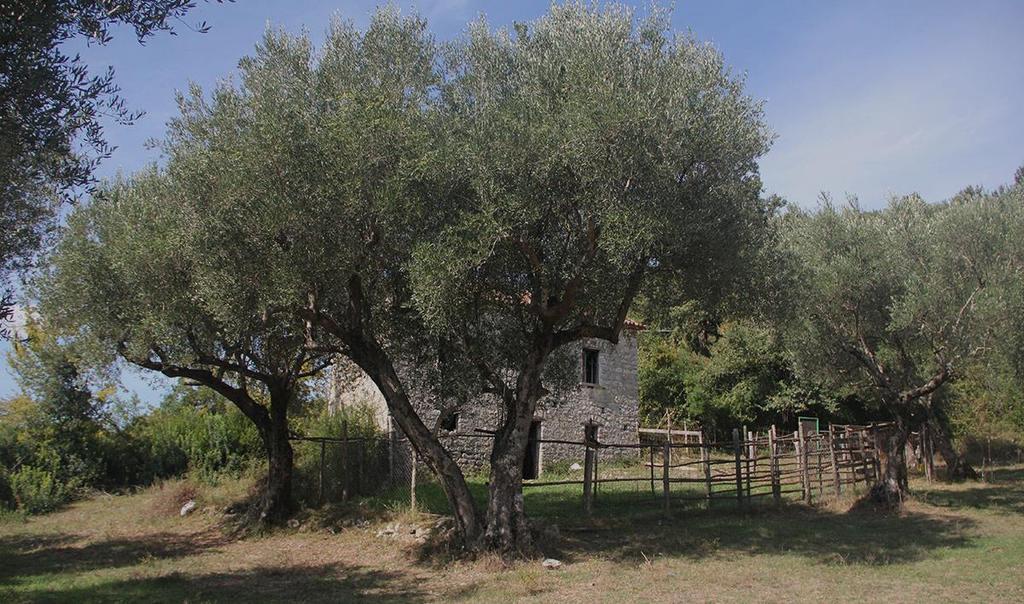 RELATIONSHIP BETWEEN HUMAN AND LANDSCAPE ANTHROPIC TERRITORY The olive tree is the plant that characterizes most of the areas of the Cilento.
