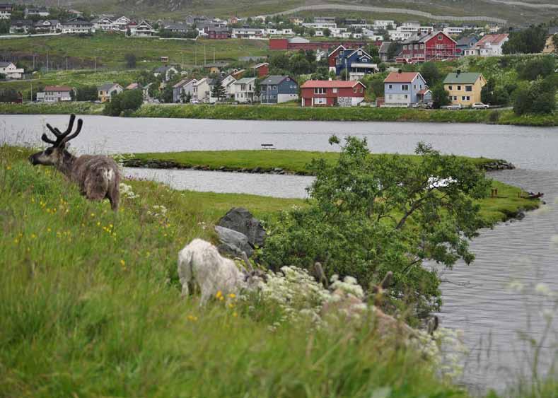 KVALØYA, Kvaløya is the primary summer pasture for Fálá, a Sami reindeer herding Siida,