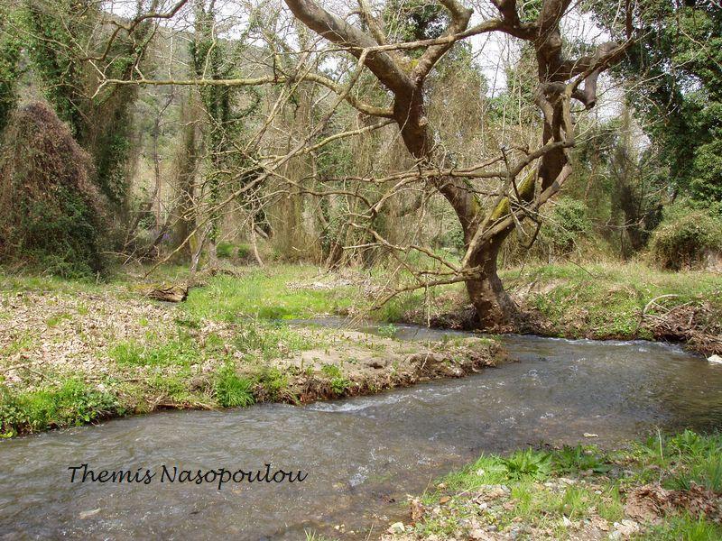 Riverine forest of Rentina In the valley of river Rihios to the east of Volvi, there is the thick riverine forest of Rentina, with planes, willows, oleanders, chaste trees and other plants able to