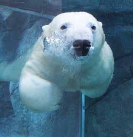 Rights Assiniboine Park Zoo Enjoy additional days in Winnipeg to experience a multiple award-winning exhibit at Assiniboine Park Zoo featuring nine playful polar bears and a host of arctic animals,