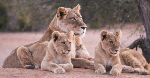 South Africa Wildlife Safari with Game Drives & Flights 12 days from $2699 Perth Special - Normally $3599 Save $900 Now from $2699 per person 11 Day Kruger Park Safari -