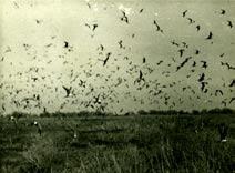 After one to-be later nuclear explosion, considerable birdlife were scooped up, killed by the blast