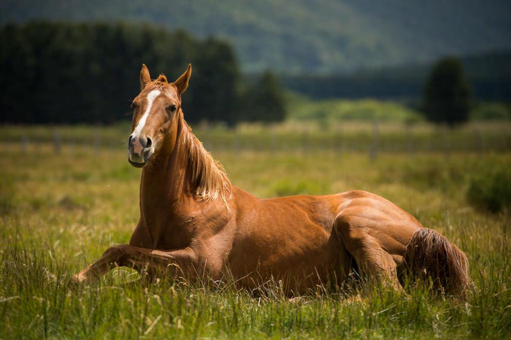 Caballadas is home to about 60 beautiful horses that roam free on our 20,000- hectare ranch.