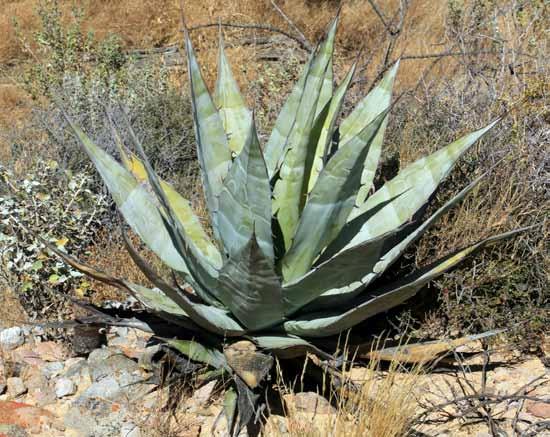 Small black dots are sampling localities where agaves were not observed. Agave azurea R. H. Webb & G. D. Starr, sp. nov. Type: México.