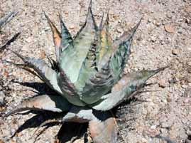It is evident that Agave azurea and A. vizcainoensis are closely related, but what is not clear, is the relationship of those two to other species on the peninsula.