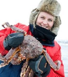 The red king crab found in the Barents Sea can reach up to two meters from claw to claw and weigh up to 15 kilos. Depending on the weather and ice the trip might be by boat or snowmobile drawn sleigh.
