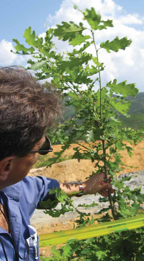 SHFRYTËZIMI I PYJEVE TË SHQIPËRISË PËR PËRFTIM DHE KLIMËN Më shumë pemë do të thotë më shumë para për Shqipërinë. Shqipëria është një nga vendet e para që kap karbonin në tokën e zhveshur.