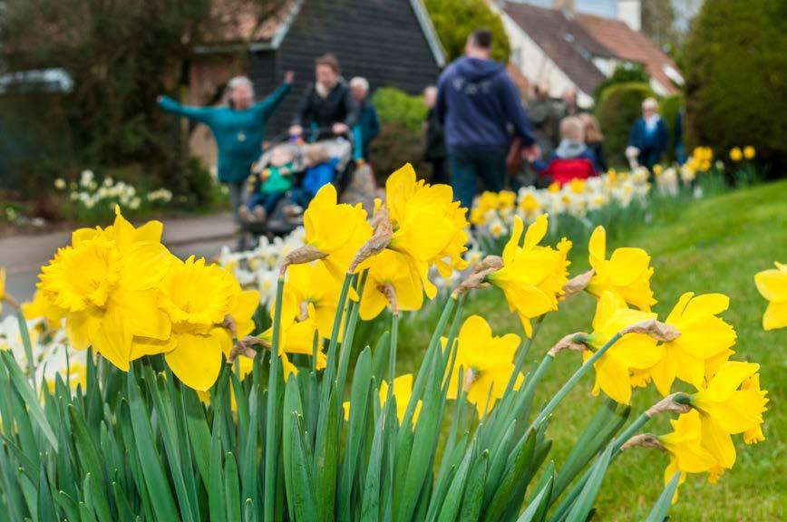 Thriplow Festival Brighton Step back in time to this Special Daffodil Weekend Afternoon departure travelling to The Peterborough Marriott Hotel where you can relax and enjoy Dinner.