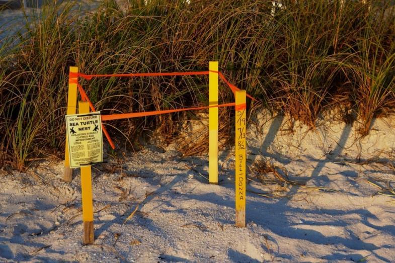 Two months later, about a hundred baby turtles (hatchlings) emerge from each of these nests and crawl to the ocean.