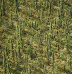 3.6.10 Mackenzie Foothills LSbs Ecoregion Black spruce woodlands with an understory of dwarf birch, Labrador tea and other