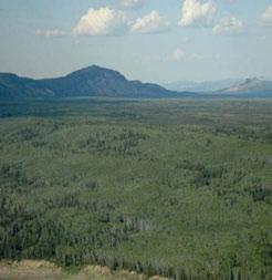 3.7.1 Central Mackenzie Valley HBb Ecoregion Trembling aspen forms extensive stands in the southern part of the Ecoregion on warm and well-drained sites such as the banks of the Mackenzie River near