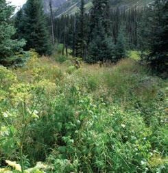 3.8.6 Ragged Range Valley MBbs Ecoregion The valley bottom near Tungsten is occupied by lush herb and grass meadows and white spruce and