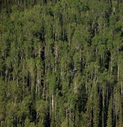 3.8.9 Liard Range MBbs Ecoregion Some of the best boreal forest growth in the Cordillera occurs in the southern valleys of the Ecoregion.