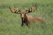 The range of Alaska-Yukon moose, the largest subspecies, includes the Cordillera.