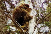 Porcupines use trees as an important food source and to escape predators. Photo: D.