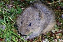 Long-tailed and singing voles are fairly unique to mountainous areas and probably occur throughout the Boreal and Taiga Cordillera. Meadow voles subsist almost entirely on grasses and sedges.