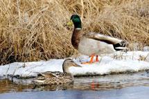 Nesting records of both species of swans have been confirmed from O Grady Lake (Natla Plateau MB Ecoregion).