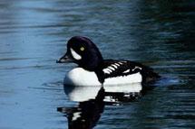 Closely related Barrow s Goldeneyes have greater affinity to mountains and are more widespread in Alaska and the Yukon.