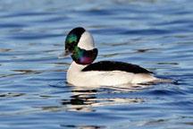 In summer Buffleheads occur on ponds and lakes close to open forests where they nest in tree cavities, often made by woodpeckers. Photo: S.
