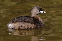 Pied-billed Grebes have been reported from Yohin Lake (Nahanni Tetcela Valley HB Ecoregion).