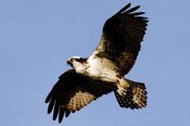 Northern Harriers and Sharp-shinned Hawks have been reported as far north as the Richardson Mountains HS Ecoregion.