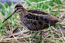 Both species have been reported as far north as Sterile Lake in the Mackenzie Foothills LS Ecoregion. Wilson s Snipes occur in low-lying marshes, bogs and wet meadows.