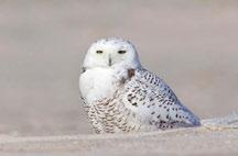 Snowy Owls are nomadic and unpredictable migrants that usually breed in Arctic tundra regions where they depend heavily on lemmings. Unlike most other owls, Snowy Owls hunt mainly in daylight.
