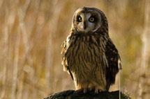 Exceptions are Short-eared Owls, which nest in open habitats such as alpine tundra, then migrate south for the winter.