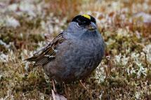 They are the only sparrows that live almost exclusively in the mountains.