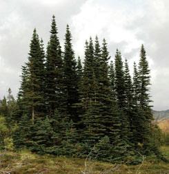 latitudes than the closely related jack pine. The light green tones in the foreground and midground are pine stands.