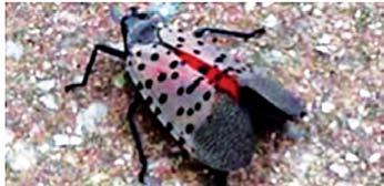 Page 24 Spotted Lanternfly- PEST ALERT! By Nicole Abrams They are here Reported sightings as close as Saylorsburg, PA, just a few weeks ago!