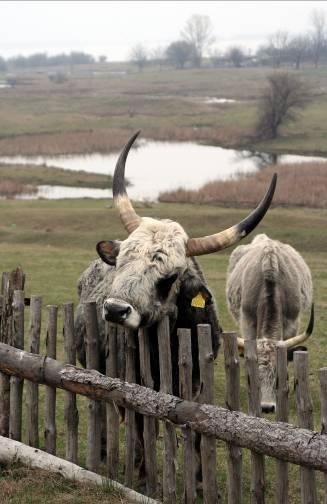 Podolian cattle Podolian cattle is an attractive old autochthonic cattle breed, which is conserved as a genetic resource of Serbia.