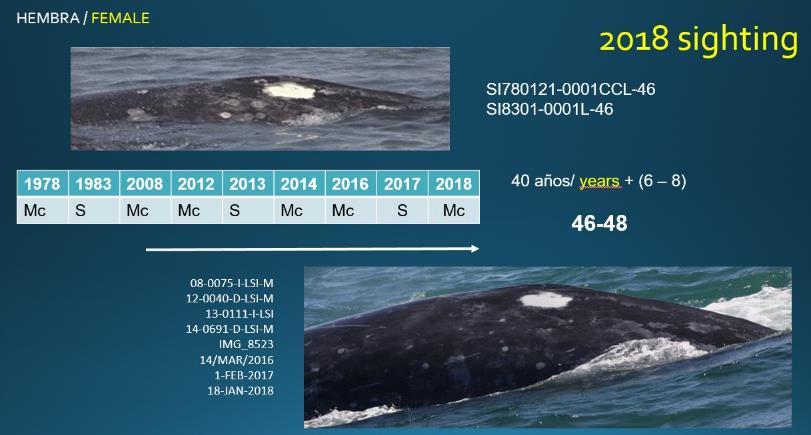 Figure 6. Female gray whale first photographed with a calf in 1978 and most recently photographed in 2018 again with a calf, suggesting her minimum age is 46-48-years.