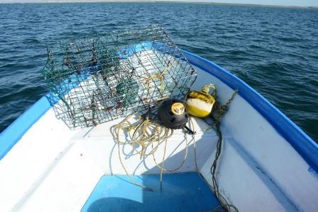 UAV Drone photograph showing LSIESP researchers removing fishing lines from a gray whale calf (left), and the lines, float, and lobster trap removed from the whale (right).