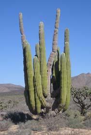 in Baja California, the Picacho del Diablo Devil's Peak measuring 10,157 ft above sea level. in Arizona is the large Saguaro cactus.