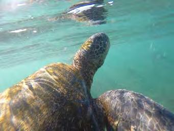 In the afternoon, the group hiked to Playa Carola and continued snorkeling the bay continuing the collection of sea turtles photographs.