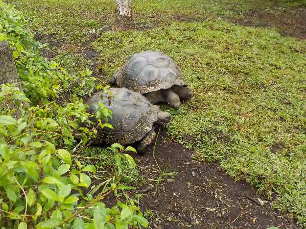 Tortoises utilize these rocky entrances to access the ponds and