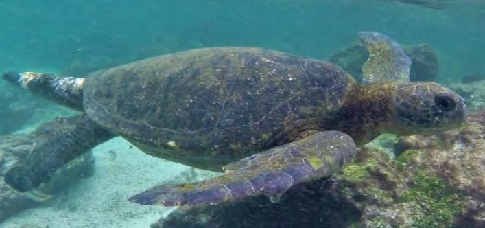 Galápagos Islands Volunteer Trip January 20-30, 2019 Page 3 Day 3: In the morning volunteers were grouped by twos, assigned a GoPro camera, and obtained snorkeling equipment and wet suites.