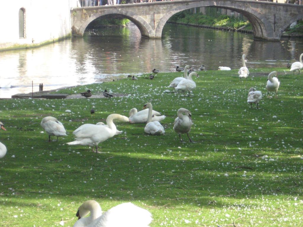 -in Vineyard Square, we saw some of the swans with a very interesting history in a revolt against Maximiliaan, emperor of