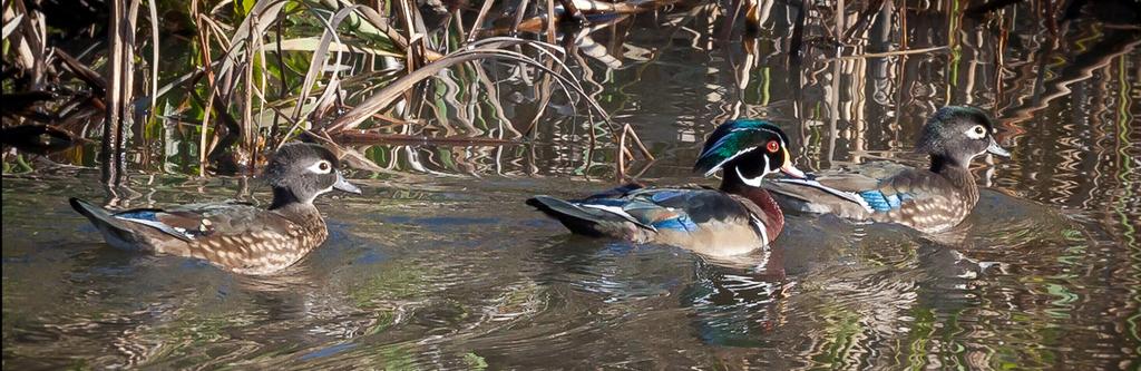 Wood ducks by Mary Sanseverino Strategic Priorities The key business and strategic priorities for 2012 included: Completion of the Regional Parks Strategic Plan and 2012 to 2016 Financial Program to