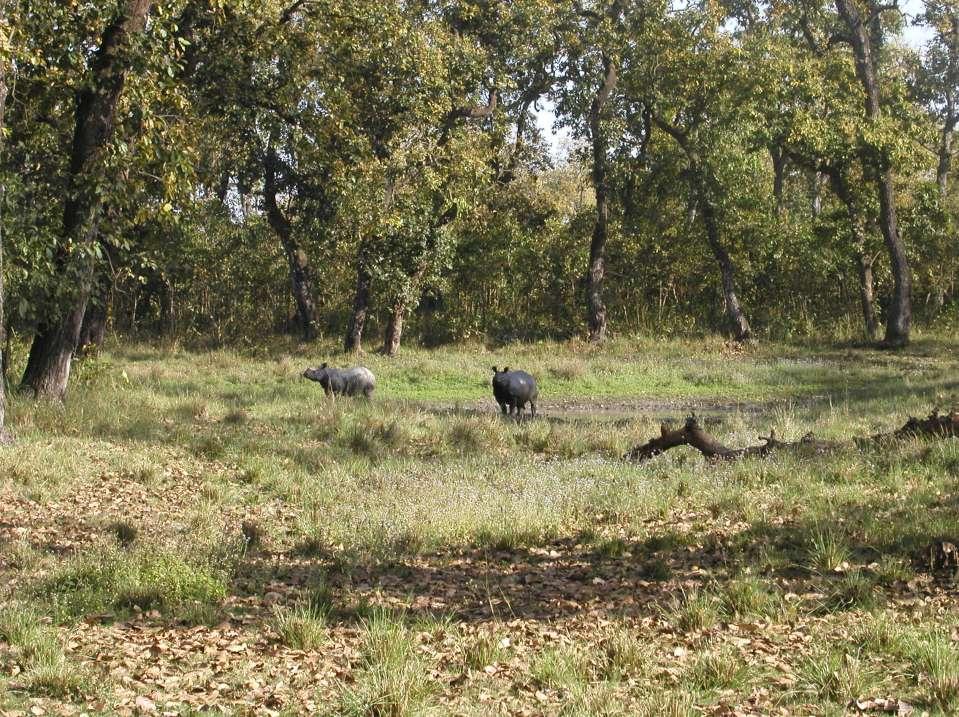 Rhinos (Rhinoceros unicornis) in their natural