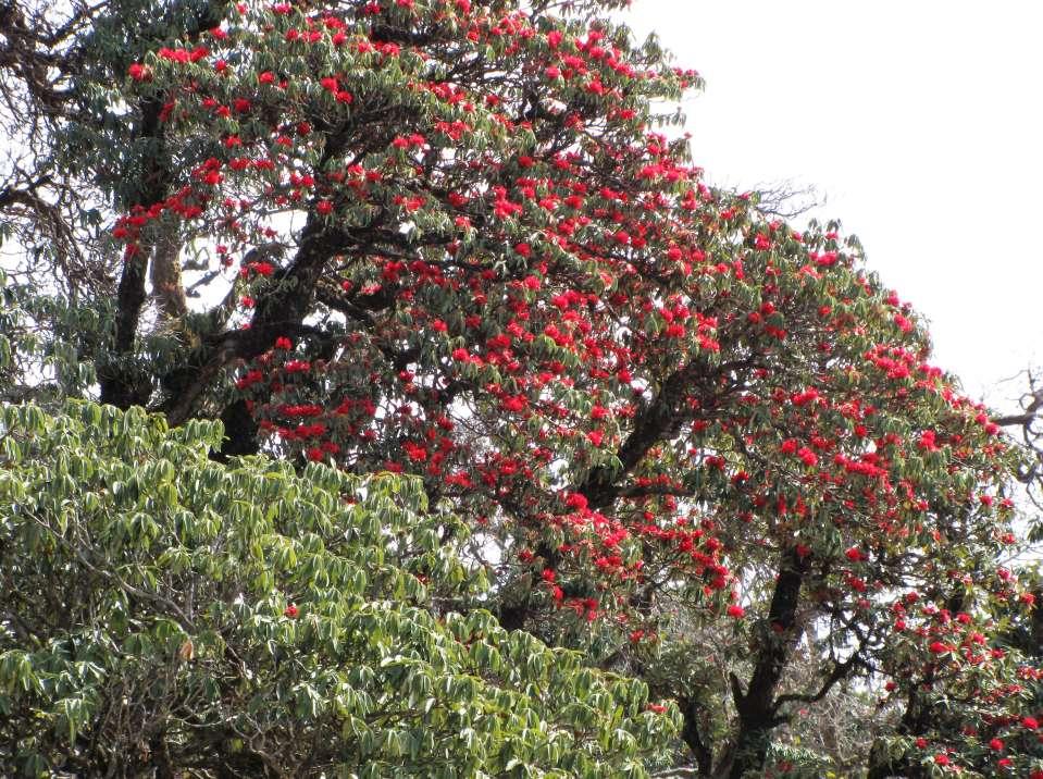 Rhododendron arboreum, a national flower of Nepal.