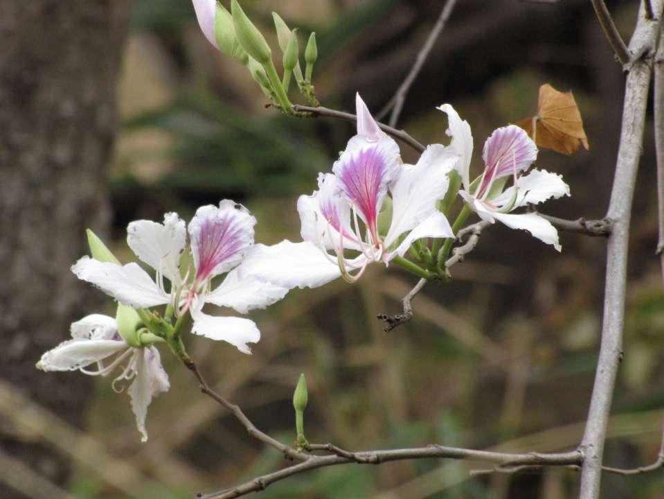 Bauhinia variegata, the
