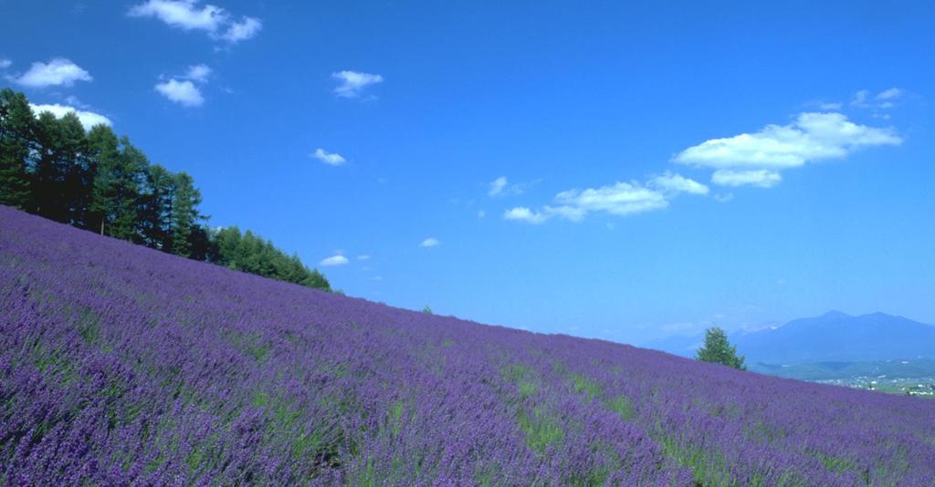 8 Days Central Hokkaido: Lavender Tour -Come and watch the nature paint on its canvas! Cuisine, scenery, outdoor activities, shopping - people come to Hokkaido with different intentions.