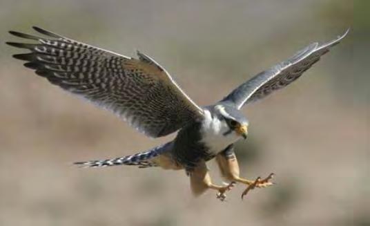 Weather permitting we will visit the falconry