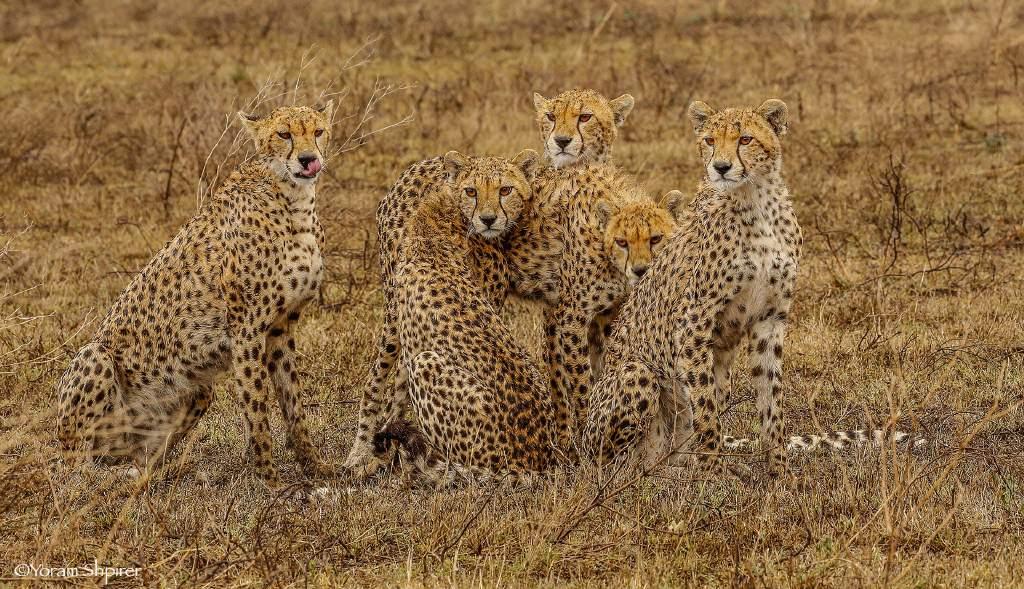 Africa: A photographer's paradise Serengeti is undoubtedly one of the world s most celebrated wilderness areas and the cheetah, the world's fastest land animal, is a pure delight to view and