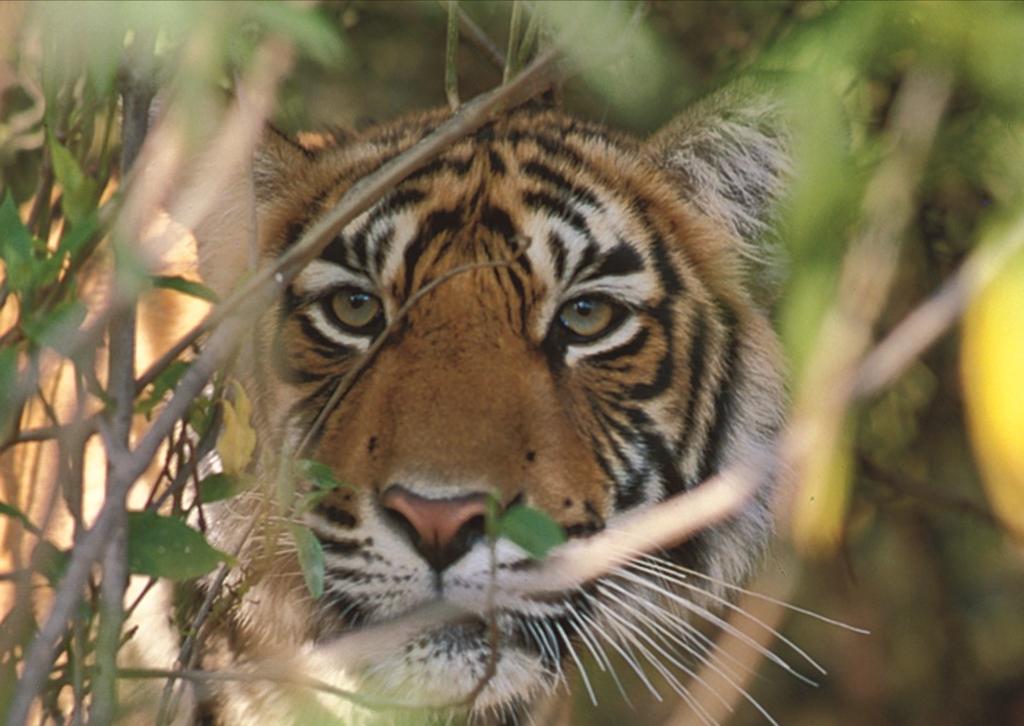 India Tiger Tracks and Camera Traps 11 s India - a destination so diverse and intricately woven in its customs,