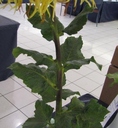 The diameter of the bloom, the length of the stem, and the size of the foliage should be in pleasing proportion. Followng are some examples of foliage and stem issues from recent shows.